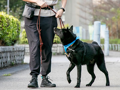 Positive Reinforcement Training