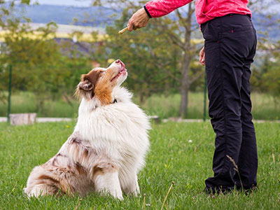 Positive Reinforcement Training